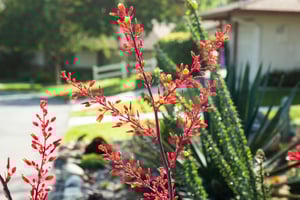 Close up of red flowering plant
