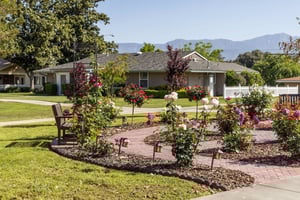 Rose garden area