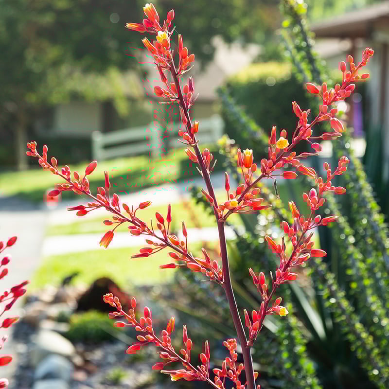 flower image